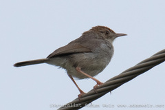 Cisticola fulvicapilla
