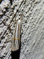 Aurotalis nigrisquamalis