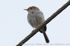 Cisticola fulvicapilla