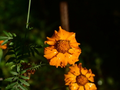 Tagetes erecta