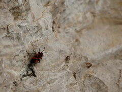 Tropidothorax leucopterus