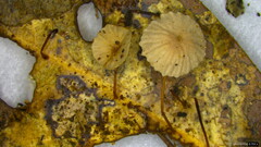 Agaricales