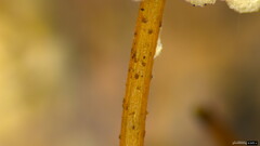 Agaricales