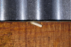 Sozusa scutellata