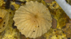Agaricales