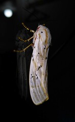 Rhodogastria similis