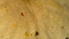Agaricales