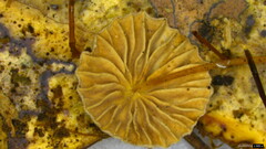 Agaricales