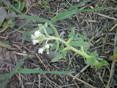 Tournefortia sibirica