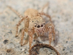 Habronattus