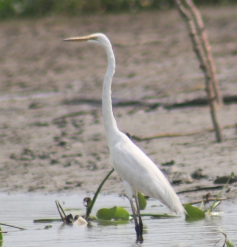 Great Egret