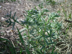 Buglossoides arvensis