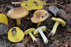 Tricholoma frondosae