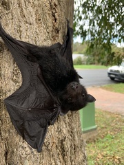 Pteropus alecto