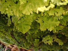 Trichocolea tomentella