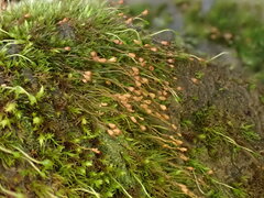 Blindiadelphus recurvatus