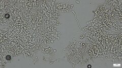Agaricales