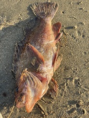 Sebastes caurinus
