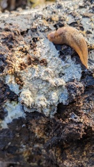 Phlebia