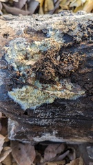 Phlebia