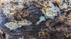 Phlebia