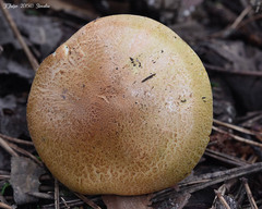 Tricholoma frondosae