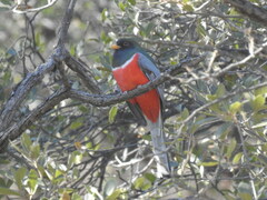 Trogon elegans
