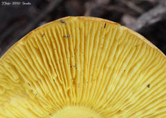 Tricholoma frondosae