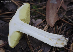 Tricholoma frondosae