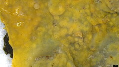 Phlebia