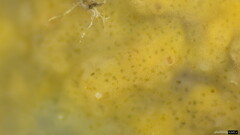 Phlebia