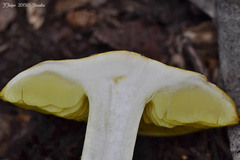 Tricholoma frondosae