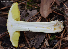 Tricholoma frondosae
