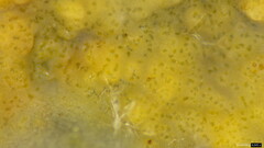 Phlebia