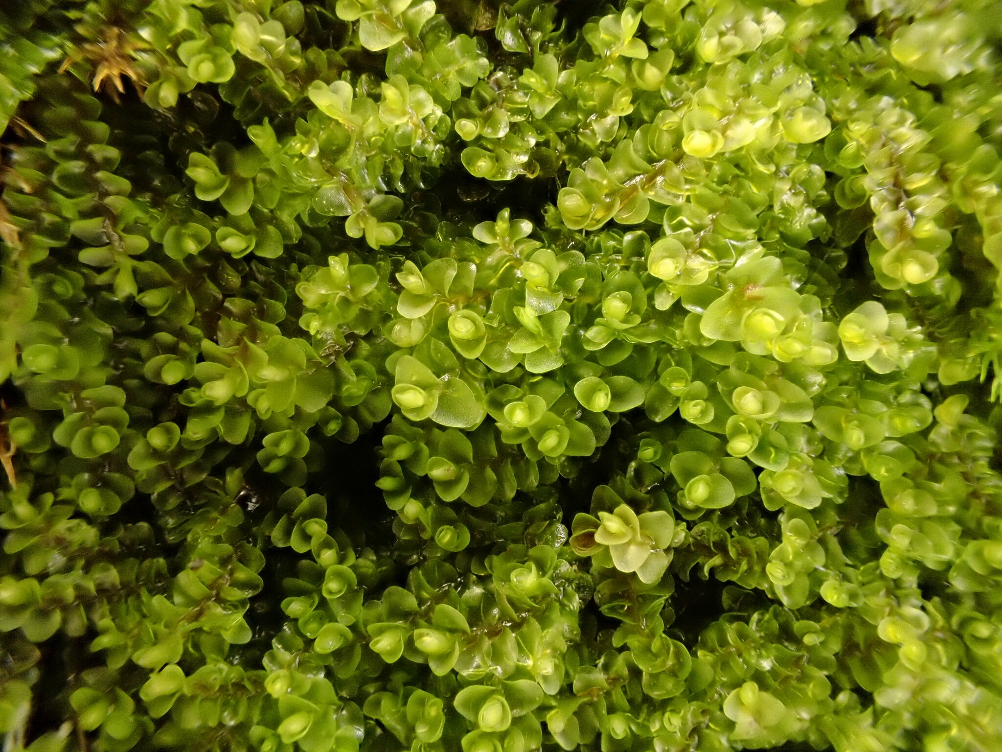 Solenostoma sphaerocarpum