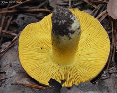 Tricholoma frondosae