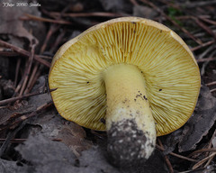 Tricholoma frondosae
