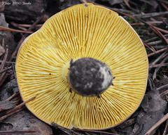 Tricholoma frondosae