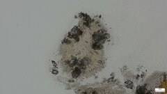 Phlebia