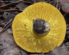 Tricholoma frondosae