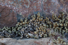 Selaginella watsonii