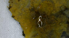 Phlebia