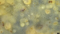Phlebia