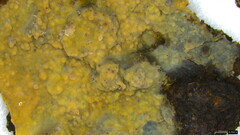 Phlebia