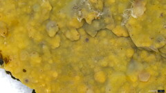 Phlebia