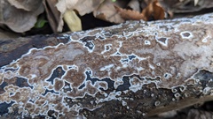 Peniophora albobadia