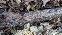 Peniophora albobadia