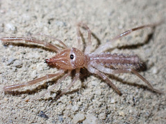 Eremobatidae