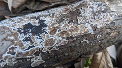 Peniophora albobadia