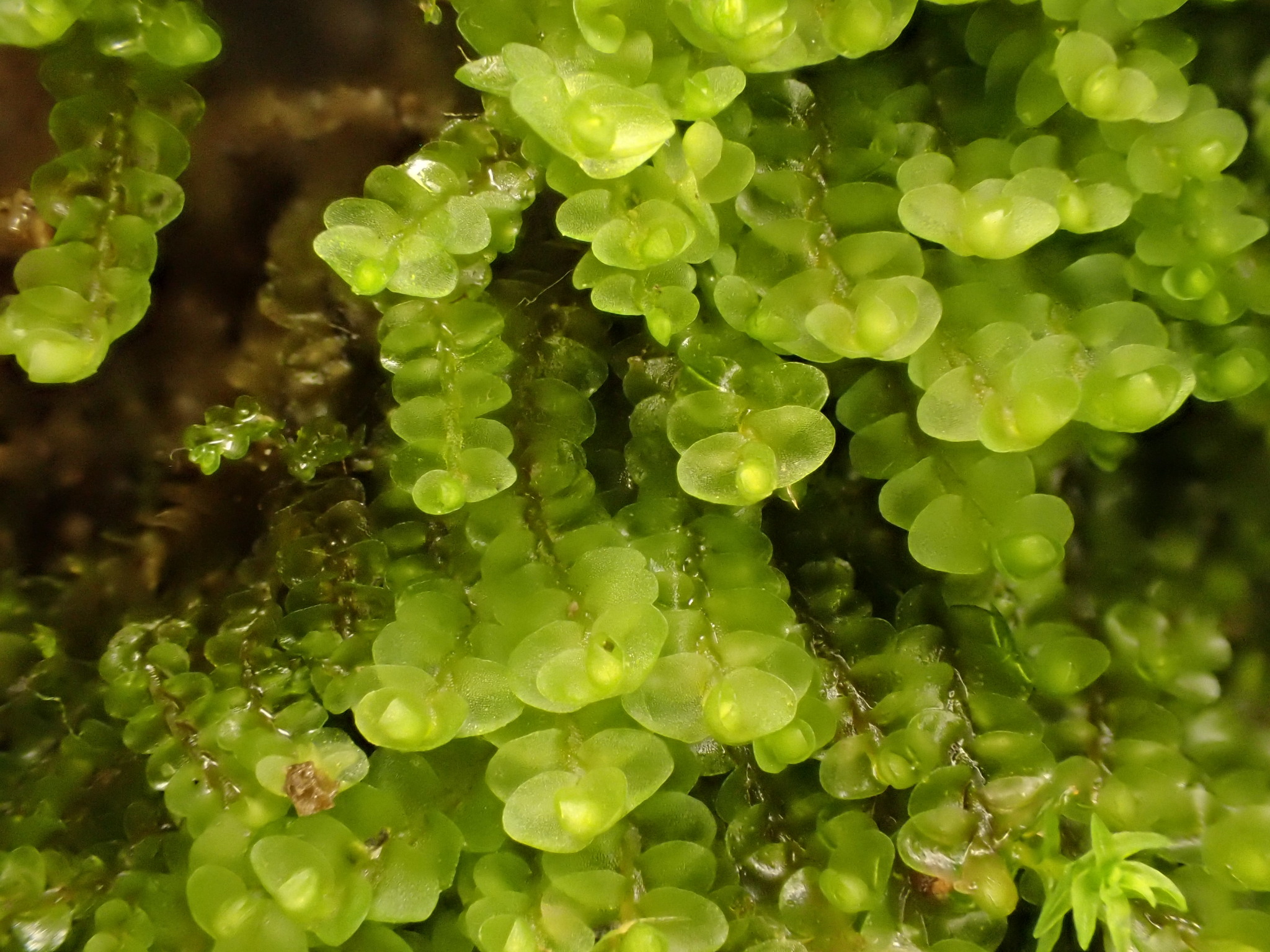 Solenostoma